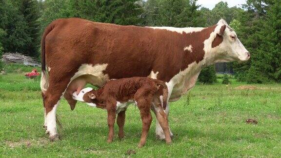 小牛在喝母亲的奶绿色草地上的母牛和新生牛犊