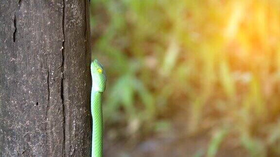 在黑色背景的树茎上生长绿色的蝮蛇或白纹三棱蛇