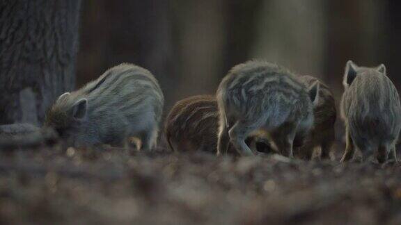 小野猪Susscrofa兴奋的小猪一起在森林深处嬉戏野生动物宁静的长毛动物场景嗅觉灵敏嗅觉灵敏适合杂食性哺乳动物觅食