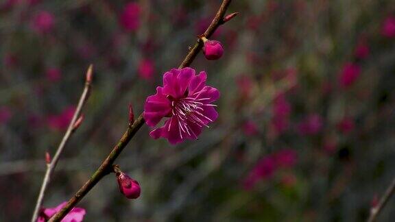 深粉红色重瓣李在早春