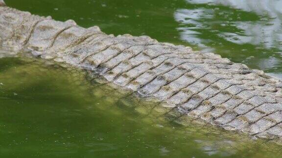 鳄鱼的身体一半淹没在河里游泳