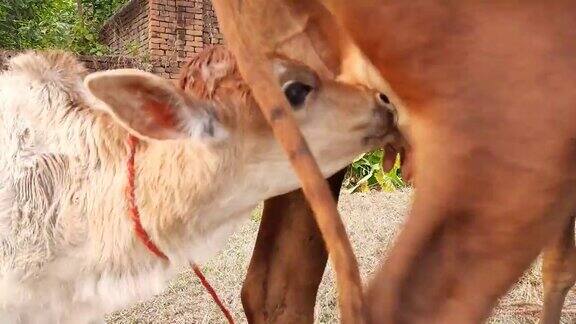一头母牛正在喂它的小牛犊