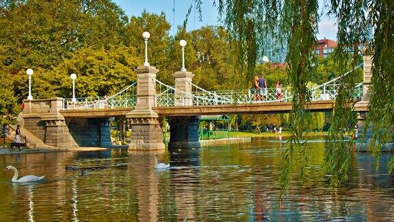 常见的波士顿公园桥艾薇天鹅池塘