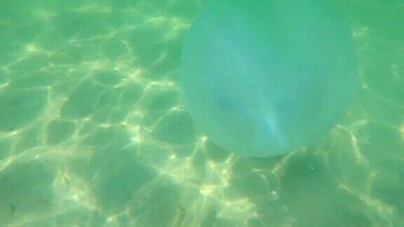 黑海大型水母在海里游泳