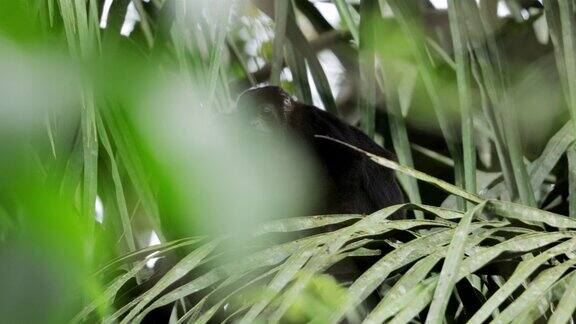 野生金披风吼猴产于巴拿马