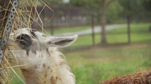 美丽的羊驼正盯着镜头吃草