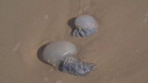 特写的大型死亡水母在沙滩上的海浪泡沫生态灾难全球变暖自然视频4k