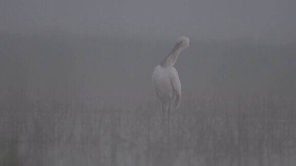 欧亚琵鹭在雾中梳理羽毛