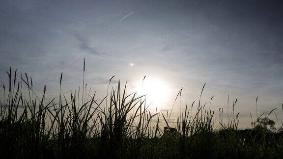 剪影草花在风景自然日落
