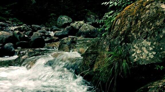 水在森林中流淌