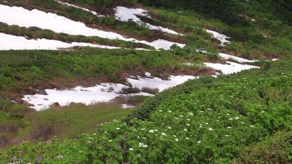 乗鞍岳の位ヶ原のナナカマドの花と残雪