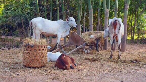 白奶牛在农家院子里吃干草小牛躺在地上