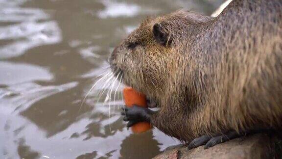 河狸鼠坐在池塘里吃胡萝卜