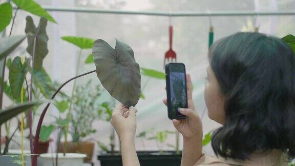 一名年轻女子在苗圃用智能手机拍摄她的植物的照片和视频