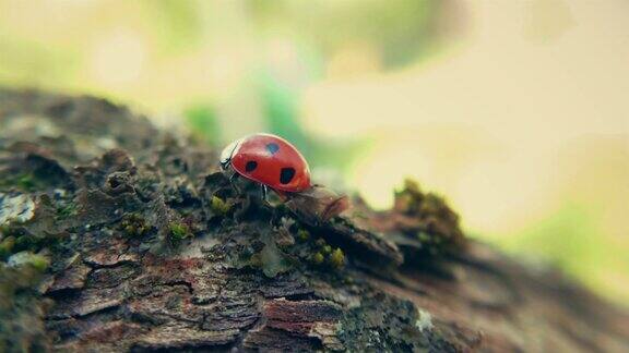 一只红色的瓢虫在树皮上爬行