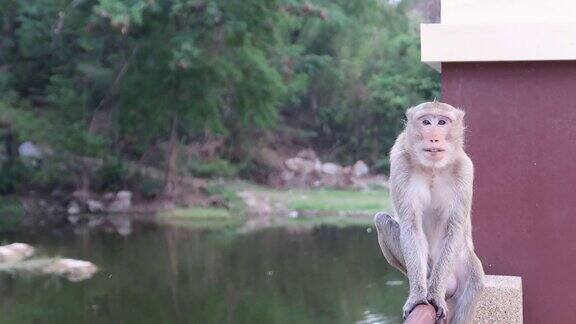 坐在桥栏杆上的猴子正在做一个有趣的手势