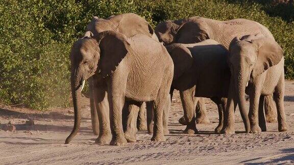 纳米比亚纳米布沙漠霍阿尼布山谷的5头沙漠大象站立和沐浴在沙尘中的4K近距离镜头