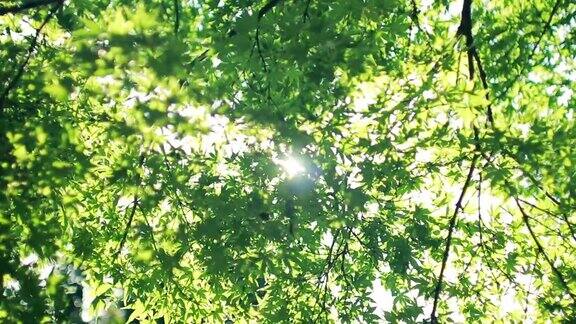 阳光透过夏天的树叶与新鲜的绿叶和树木