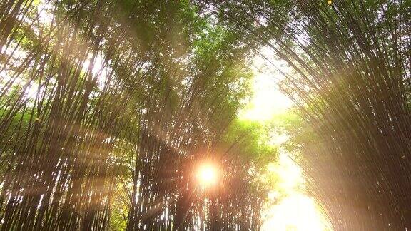 竹隧道和日落光尘