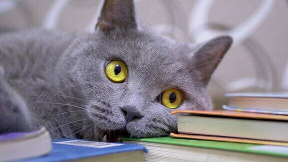 灰色的英国家猫睁开眼睛嘴牙齿咀嚼咬散落的书