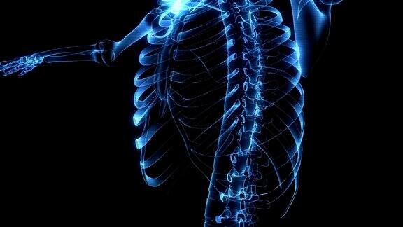 人体骨骼x射线动画