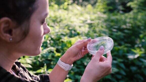 一位生物学家在检查森林里的一种植物中年科学家分析树叶