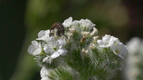 白花上的瓢虫幼虫