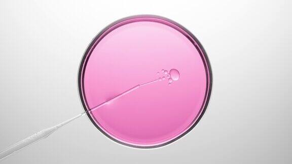 化学滴管将油注入培养皿中的粉红色液体中