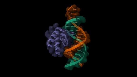 Msx-1同源结构域-dna复合物结构