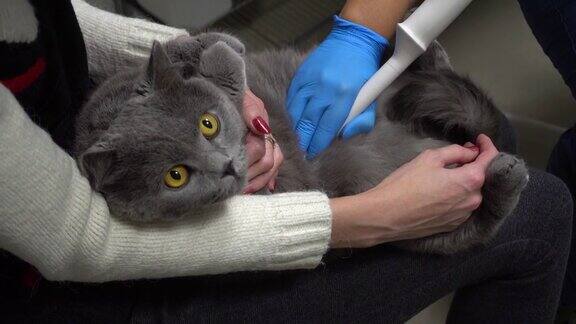 猫腹部的超声波检查兽医宠物护理猫超声波