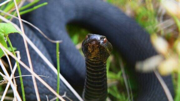 草丛中的黑毒蛇