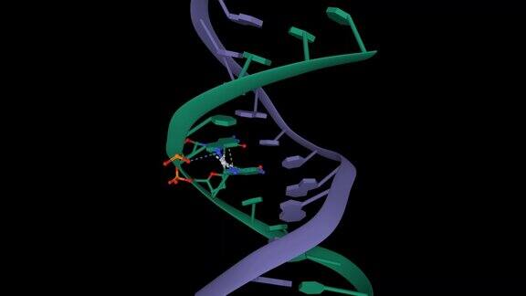 双链DNA与抗癌药物顺铂结合的结构(浅灰色)