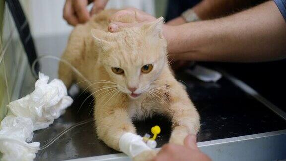 兽医正在给猫输液