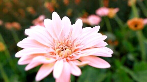 美丽的粉红色非洲菊盛开在花园里
