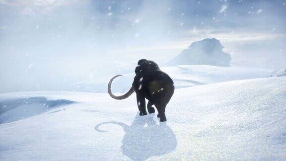 在暴风雪中一只老长毛象沿着积雪覆盖的冰川行走冬季自然条件下巨大的高冰川该动画是完美的历史自然和动物背景