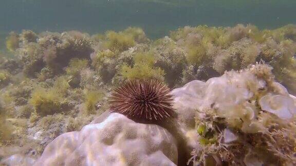 爬在珊瑚上的海胆穴居海胆或钻岩海胆
