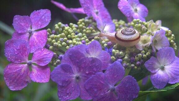 绣球花上的蜗牛
