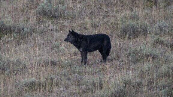 黄石公园海登山谷的一只黑狼的黎明侧视图