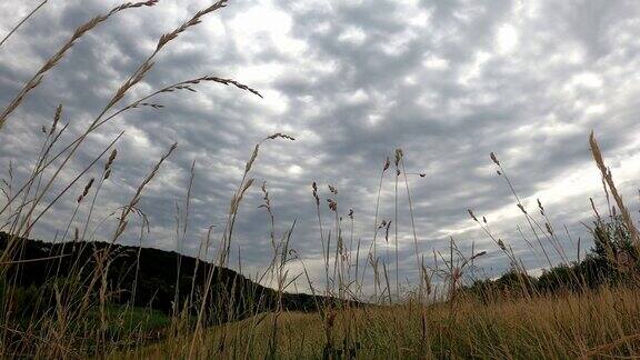 高积云是蓝色天空中的蓬松云和前景中的绿色夏季草地