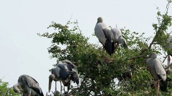 世界各地的动物淡水鸟在树顶