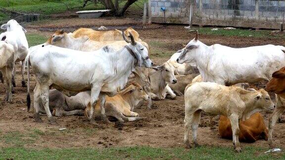一群泰国奶牛在亚洲肮脏的牧场上吃草开放的奶牛农场泰国