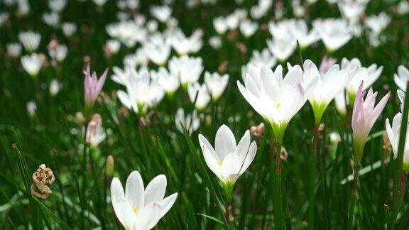 绿色草地上美丽的白色束花