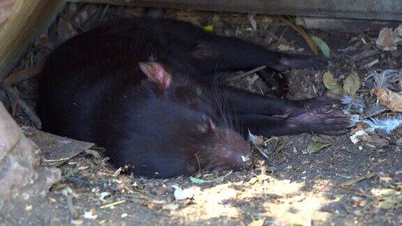 在自然保护公园野生动物圈养区内发现袋獾(sarcophilusharrisii)躺在地上在树荫下休息和睡觉特写