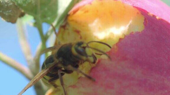 大黄蜂吃红苹果