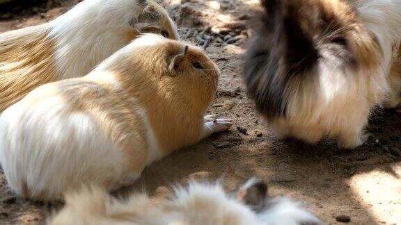 夏天动物园里一群毛茸茸的豚鼠躺在一起交流