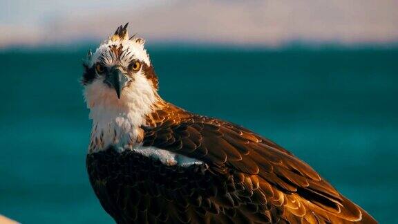 海鸟的猎物鱼鹰坐在红海的背景