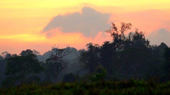 风光清晨的雨林美丽的自然概念