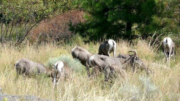 一群放牧的大角羊