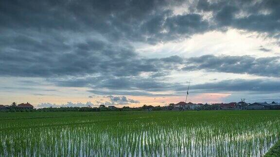 巴厘岛沧谷地区的绿色稻田