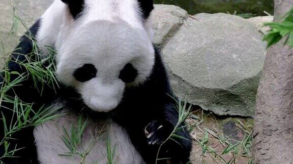 熊猫喜欢在水池边吃竹叶